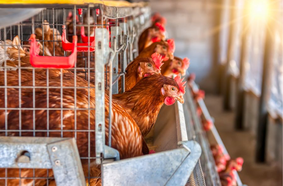 Battery cages not to be banned in Europe?