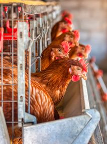 Battery cages not to be banned in Europe?