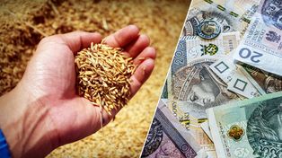 Niskie ceny zbóż dobijają rolników. Walczą o skup interwencyjny po 230 euro/t