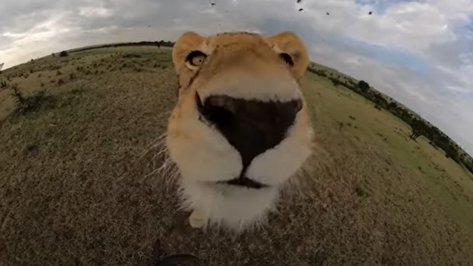 Niesamowite ujęcie z nagrania lwicy