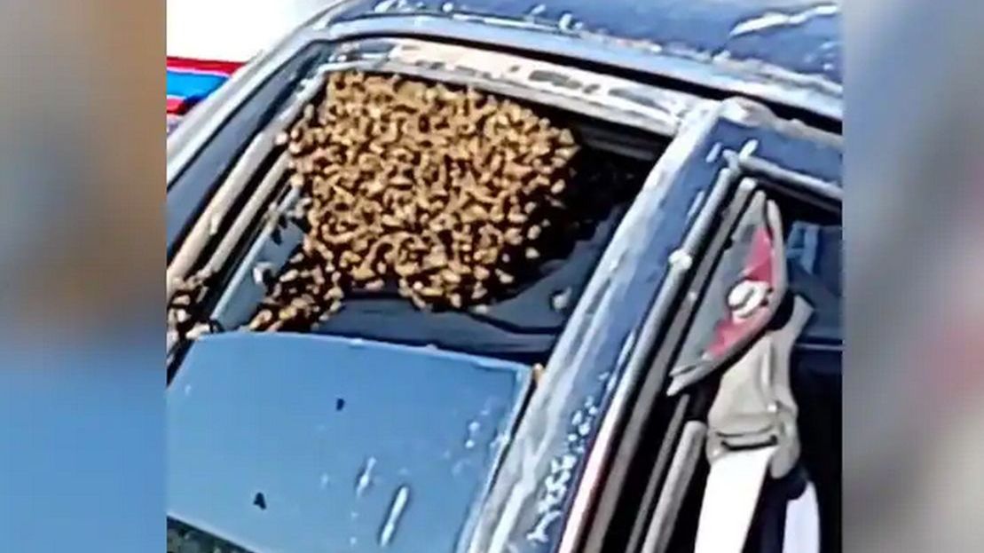 Wsiadającego do samochodu mężczyznę zaatakowało blisko 15 tys. pszczół