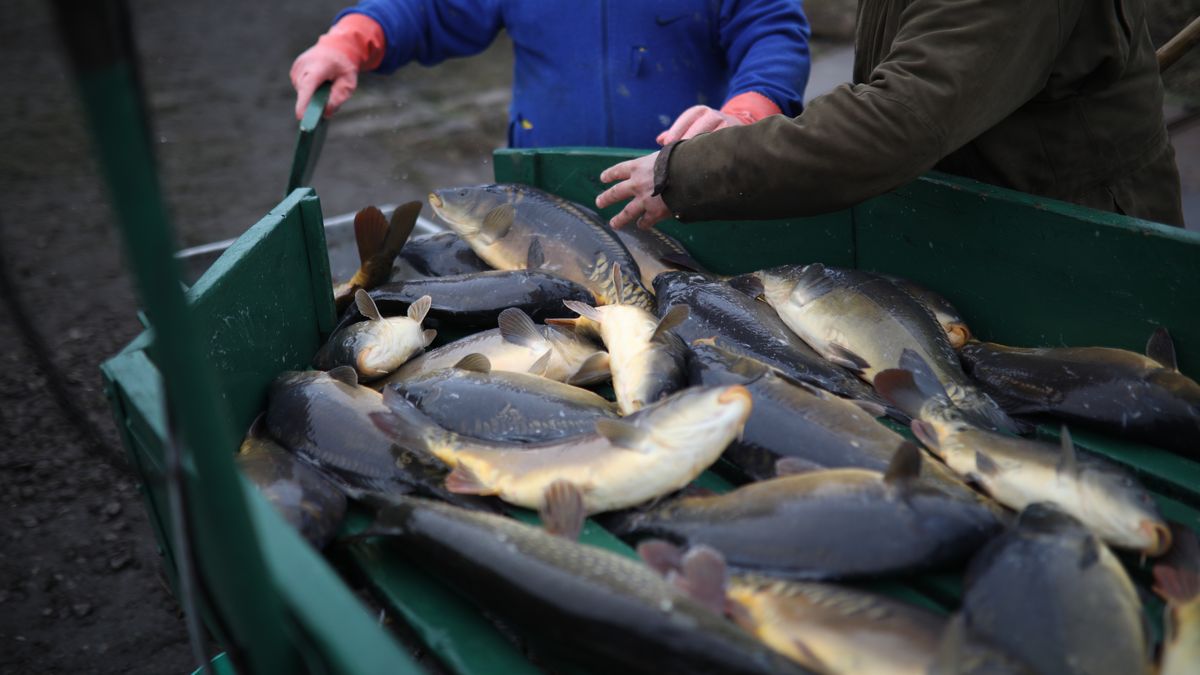 po��w karpia
Leszek Szyma�ski
Bo�� Narodzenie, Gospodarstwo Rybackie, hodowla, karp, staw rybny, tradycja, tradycje, tradycyjna, od�awiane, ryba, rybne, stawy hodowlane, karpie