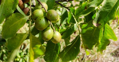 Wygląda jak limonka, smakuje jak liczi. Zaskakuje od pierwszego kęsa