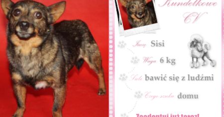 Kundelek Tygodnia: Sisi, mała celebrytka z wielką ciekawością świata