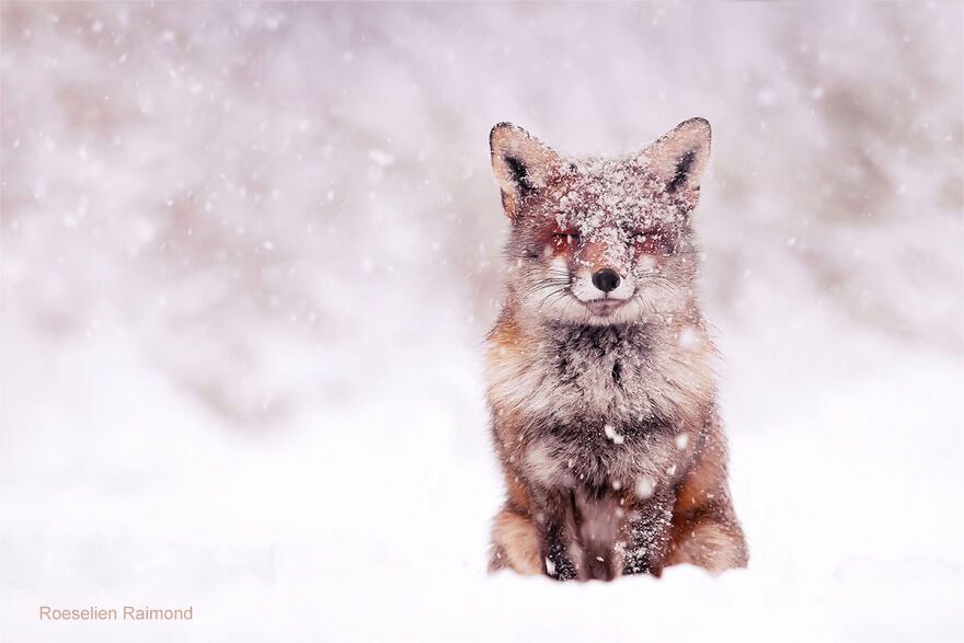 Uroczy lisek pokryty świeżym śniegiem. Ta fotografia roztapia lód w sercu 16