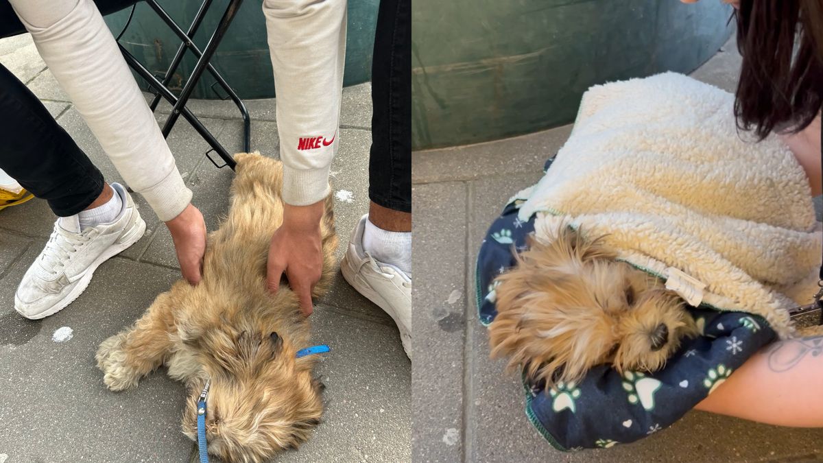 Psiak był w fatalnym stanie