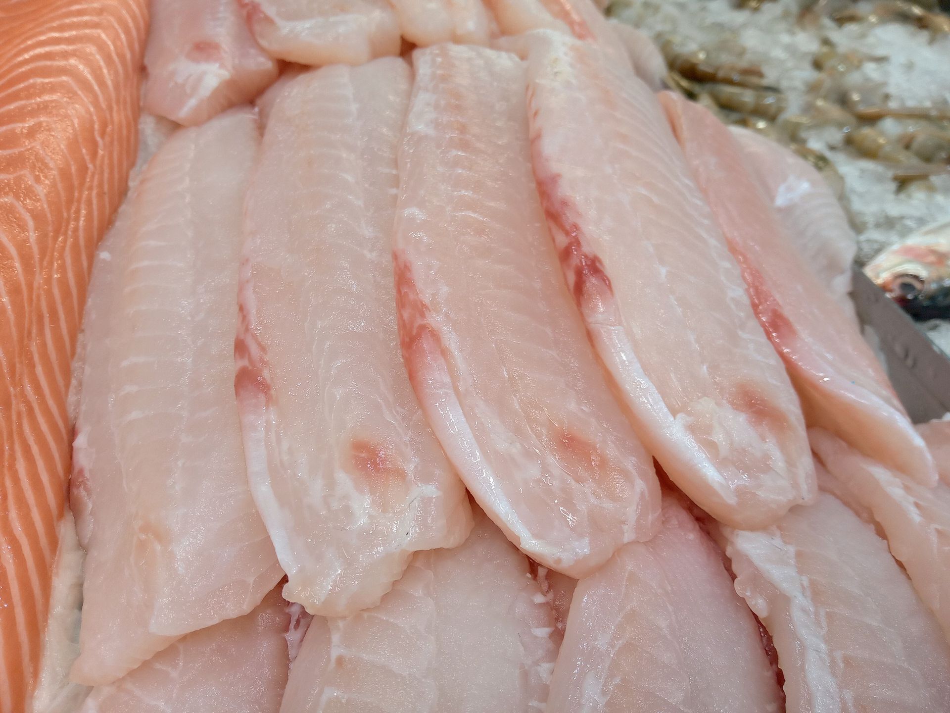 tilapia