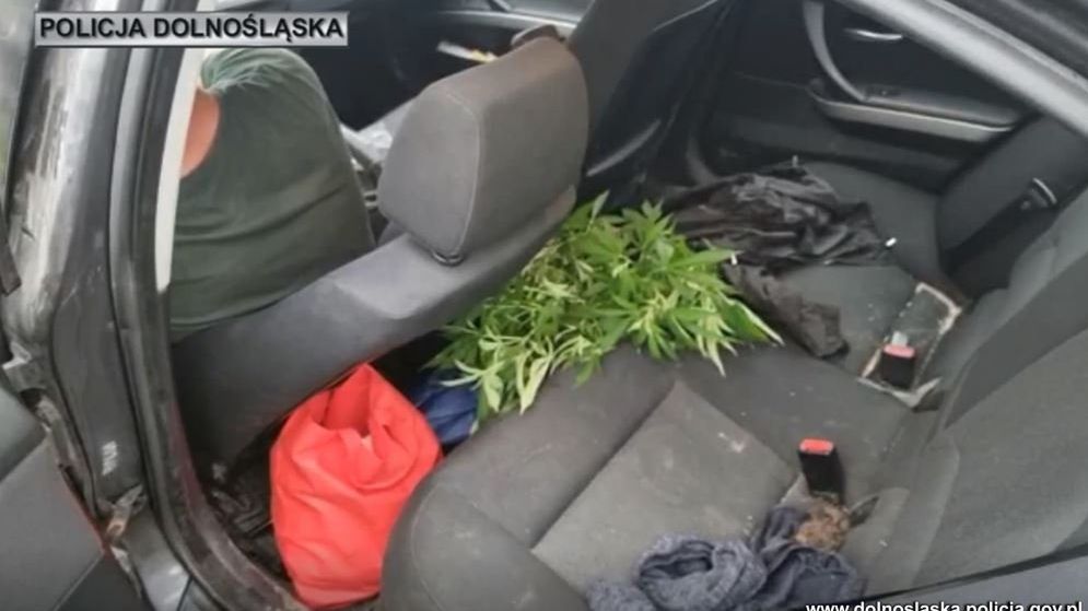Krzak konopi przykuł uwagę policjantów