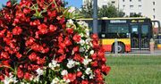 Warszawa. Kwiaty na pętlach autobusowych i tramwajowych