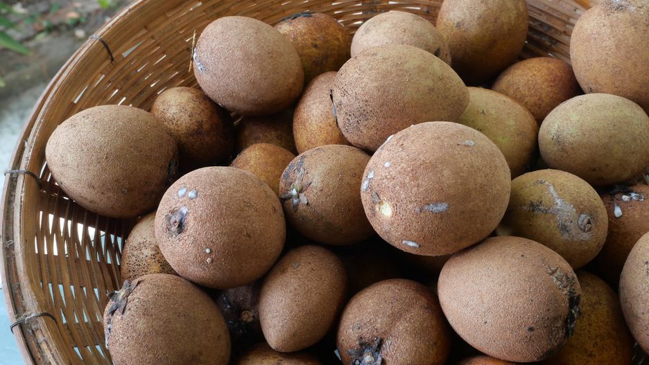 Sapodilla