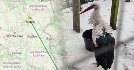 Sława na całą Polskę. Wiemy, co się dzieje z Krutkiem