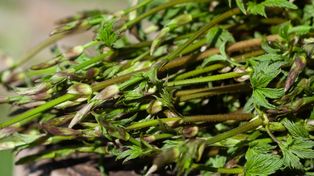 Ruszył sezon na najdroższe warzywo świata. Kosztuje nawet 1000 euro za kg, ale teraz możesz je zjeść za darmo