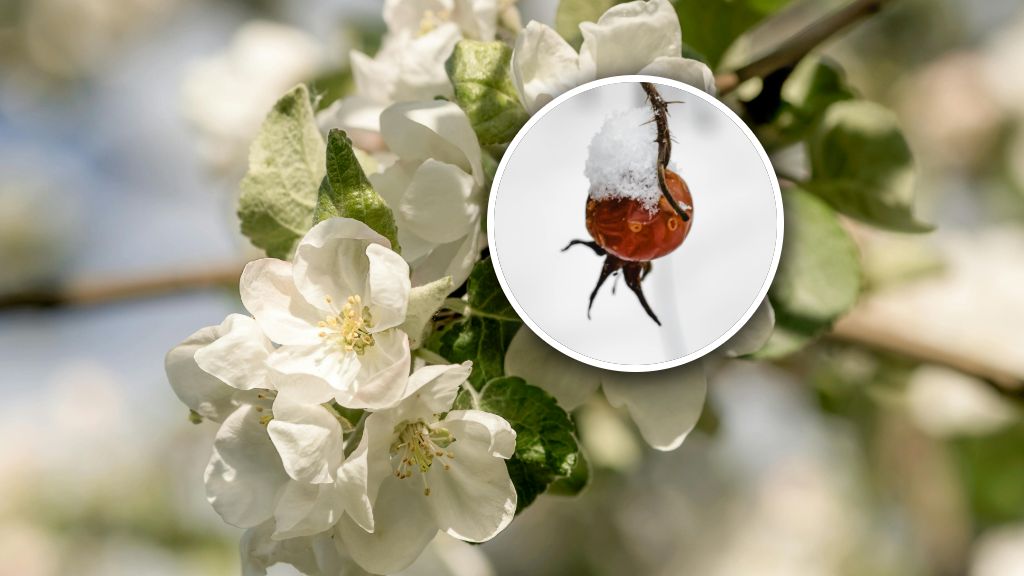 Sadownicy biją na alarm