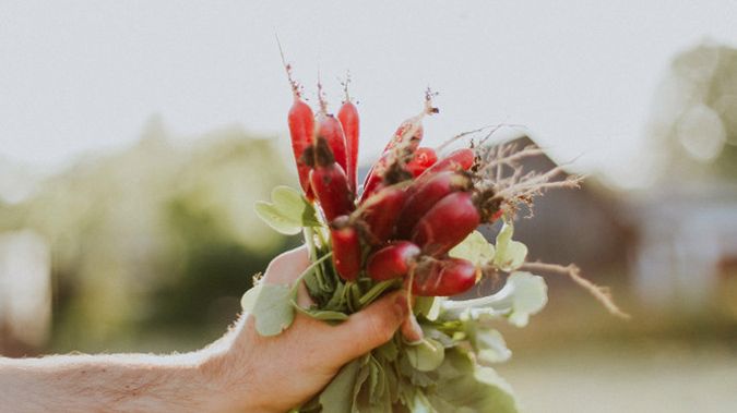 Krzem znajdziemy m.in. w rzodkiewce