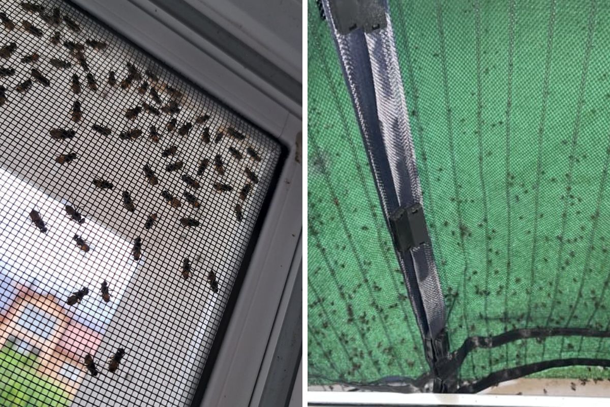 Mieszkańcy pokazują, jak muchy atakują ich domy i mieszkania