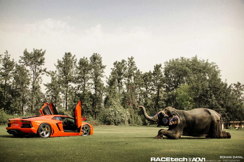 Lamborghini Aventador, felgi ADV.1 i słoń - niecodzienna sesja zdjęciowa [galeria] 25
