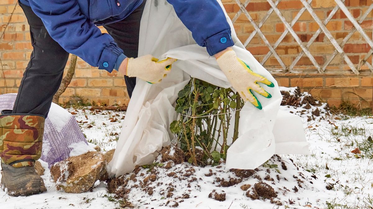 Okrywanie roślin na zimę pozwala im przetrwać trudne warunki