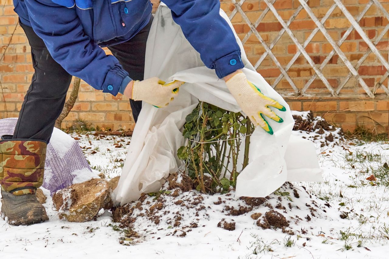 Winter plant care: Essential tips to protect your garden