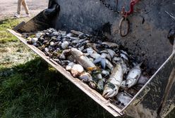 Zatrucie Odry. Niemcy "zaskoczone i zasmucone" krytyką z Polski