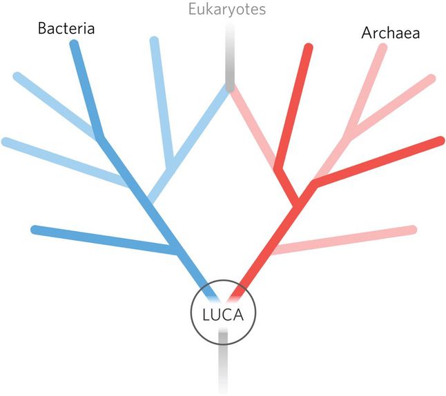LUCA (ang. Last Universal Common Ancestor) dał początek wszystkim organizmom na Ziemi.