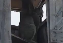 Zajął myśliwym ambonę. Niespodziewana zamiana ról nagrana