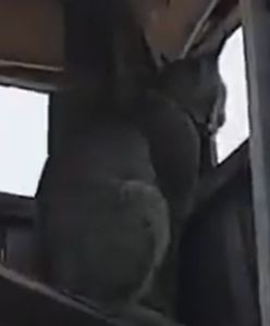 Zajął myśliwym ambonę. Niespodziewana zamiana ról nagrana