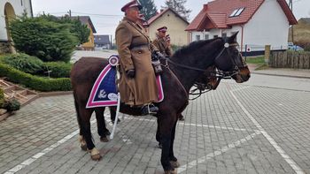 Zaginął Amarant. Trwają poszukiwania konia