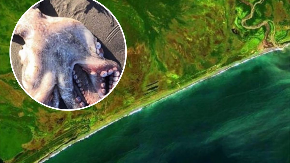 Za zatrucia u wybrzeży Kamczatki mają odpowiadać toksyczne glony