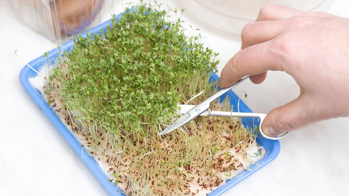 Nie siej rzeżuchy na wacie. Istnieje znacznie lepszy sposób