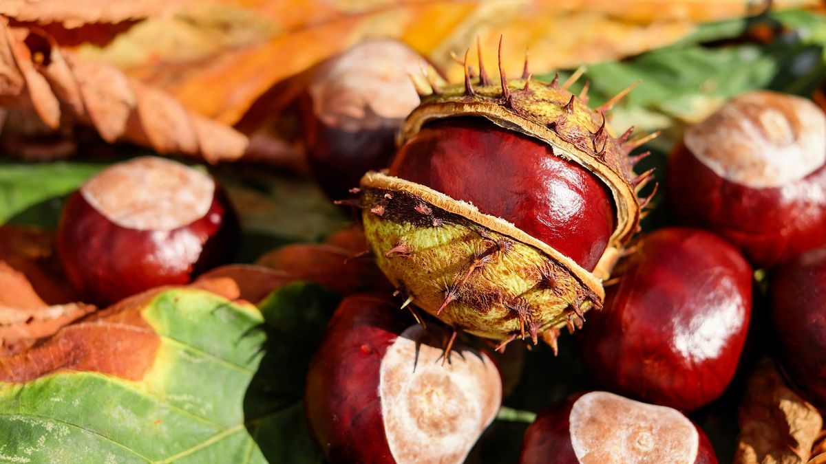 Jesienią wiele osób zbiera kasztany. Niektórzy robią to żeby zarobić!