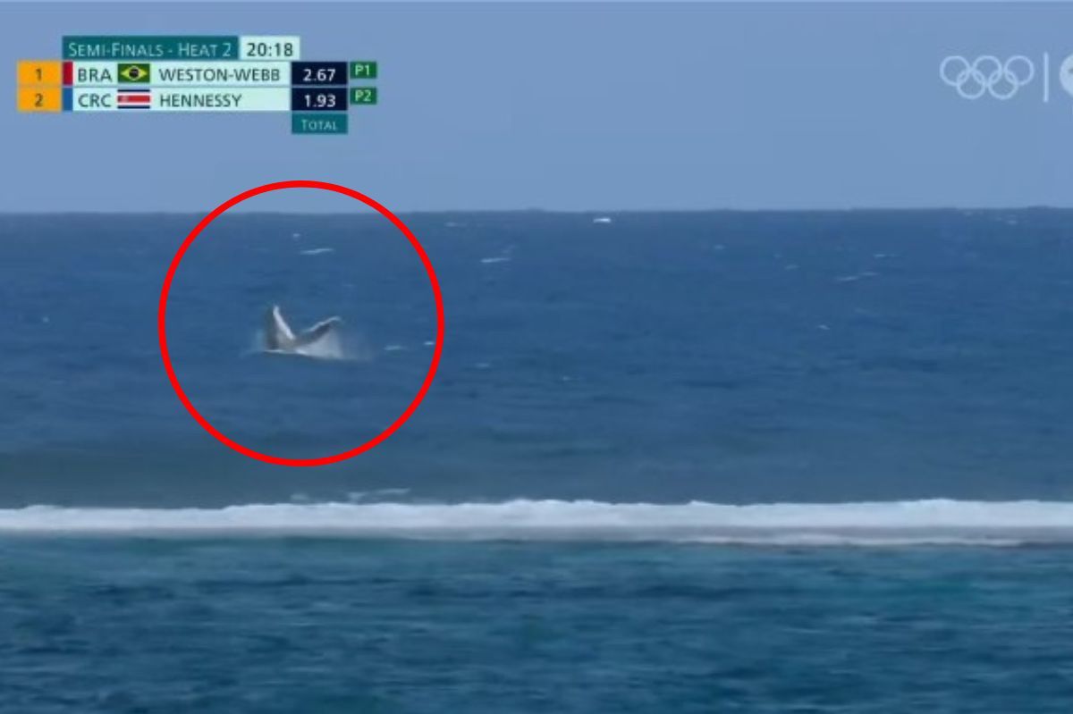 Whale steals show during Olympic surfing semi-finals in Tahiti