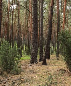 Leśnicy mówią "dość". "Nigdy nie mieliśmy takiego problemu"