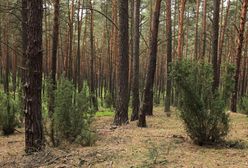 Leśnicy mówią "dość". "Nigdy nie mieliśmy takiego problemu"