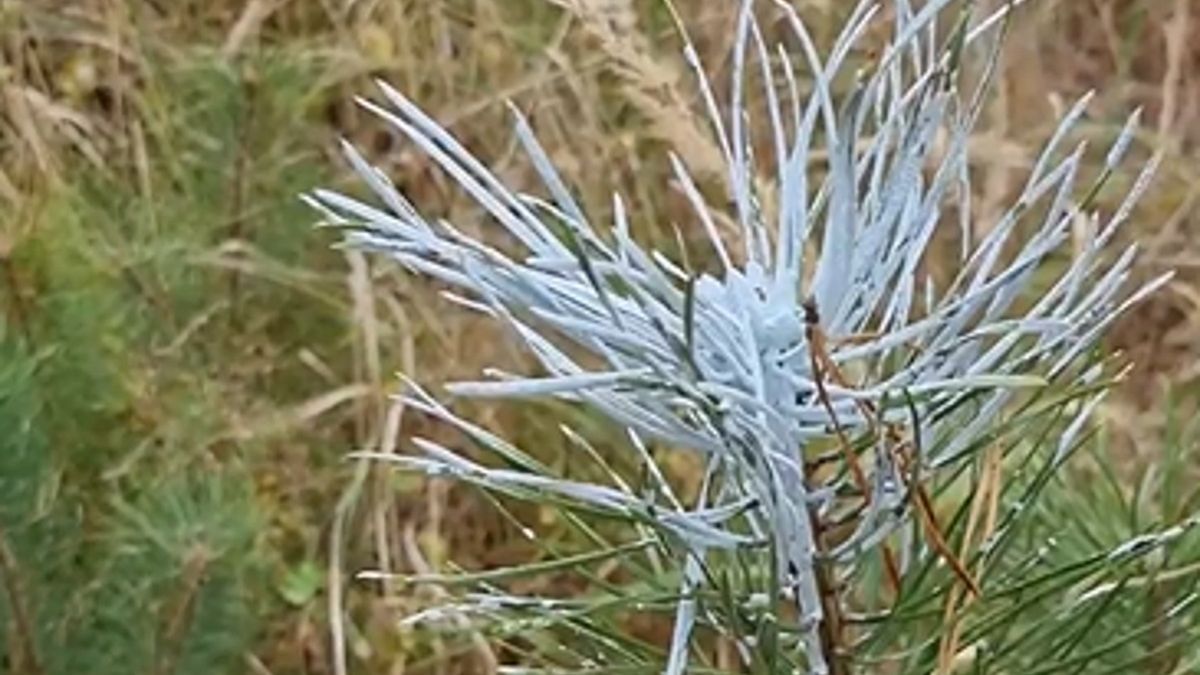 To nie jest śnieg. Jeśli widzisz takie czubki sosen, lepiej ich nie dotykaj