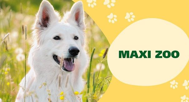 Maxi Zoo kolejny rok klientem agencji Ancymony