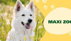 Maxi Zoo kolejny rok klientem agencji Ancymony