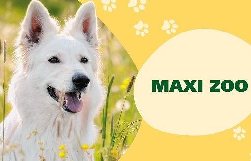 Maxi Zoo kolejny rok klientem agencji Ancymony