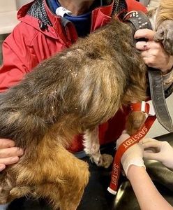 Kostrzyca. Dramatyczna historia. Pielęgniarka bez serca przez 16 lat głodziła psa