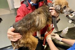 Kostrzyca. Dramatyczna historia. Pielęgniarka bez serca przez 16 lat głodziła psa