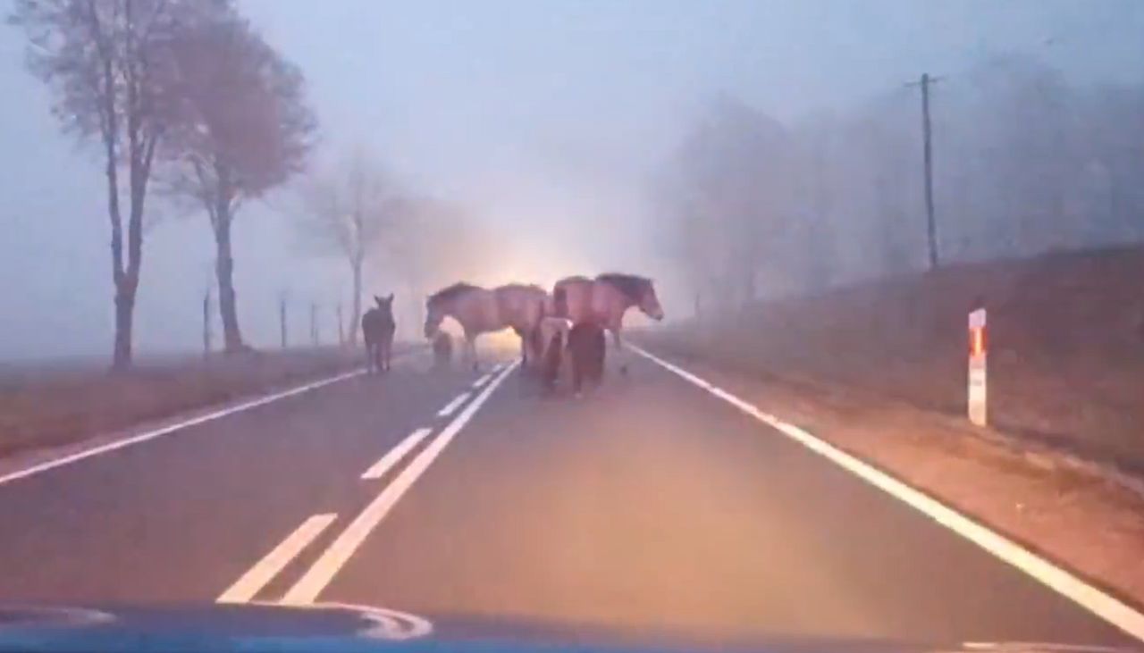 Policjanci otrzymali nietypowe zgłoszenie. Pokazali nagranie