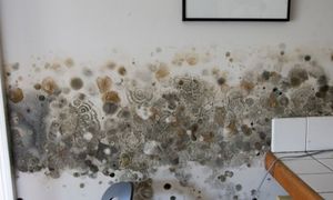 Jak usunąć pleśń ze ściany – przyczyny problemu i skuteczne środki