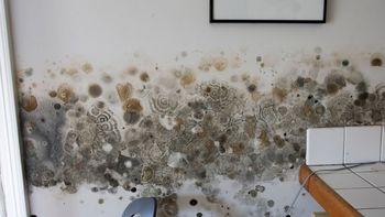 Jak usunąć pleśń ze ściany – przyczyny problemu i skuteczne środki