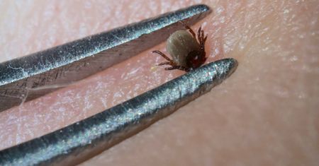 Ulubione miejsca kleszczy. Koniecznie sprawdź po spacerze