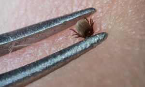 Ulubione miejsca kleszczy. Koniecznie sprawdź po spacerze