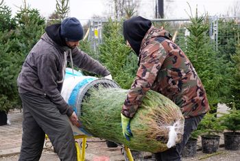 Lublin: Nie uwierzysz, ile kosztują choinki w tym roku