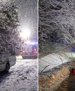 Drzewo spadło na autobus. Kobieta trafiła do szpitala