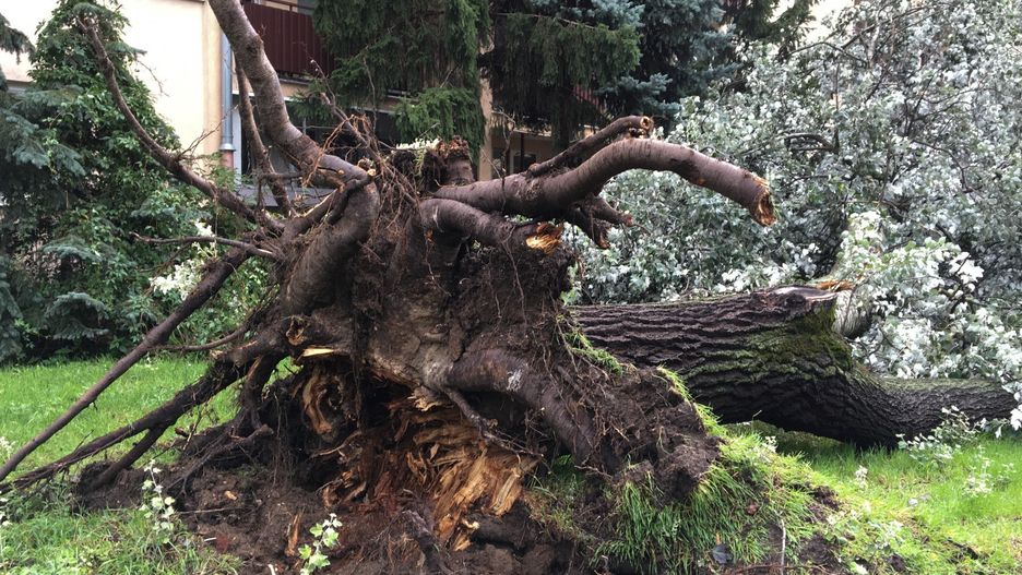 Pogoda. Burze przeszły przez Polskę. Połamane drzewa, pozrywane dachu, domy bez prądu