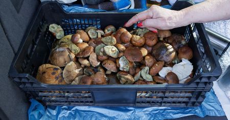 Kosztują 500 zł za kilogram. Właśnie pojawiły się w lasach