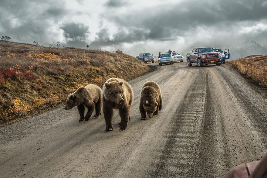 Oto najlepsze fotografie 2016 roku według magazynu National Geographic 12