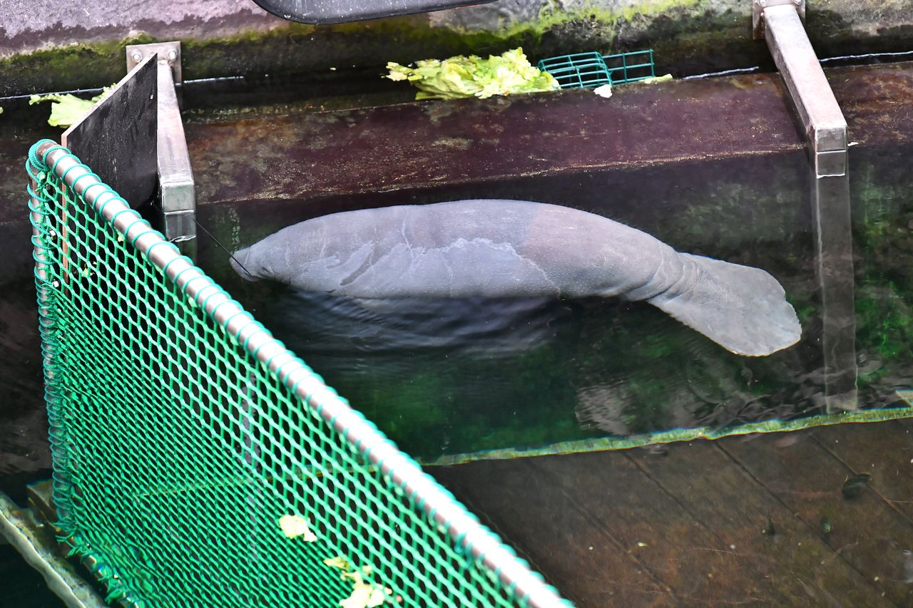 Wrocław. Baby boom w ZOO. Na świat przyszły kolejne maluchy